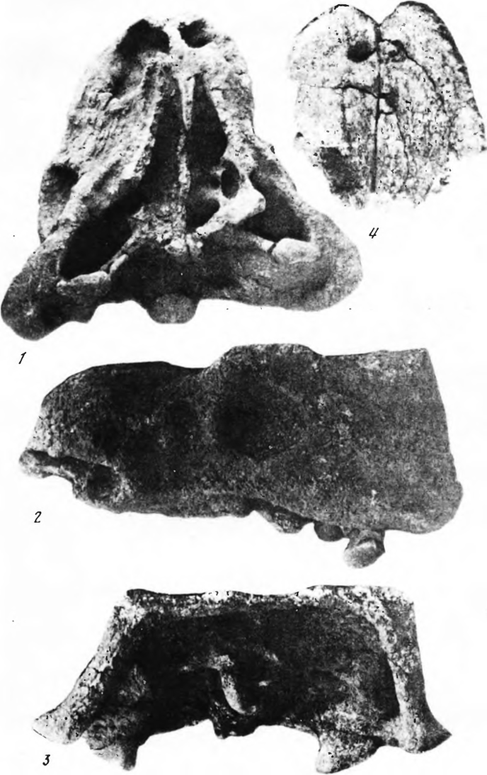 Шамозавр Шамозавр