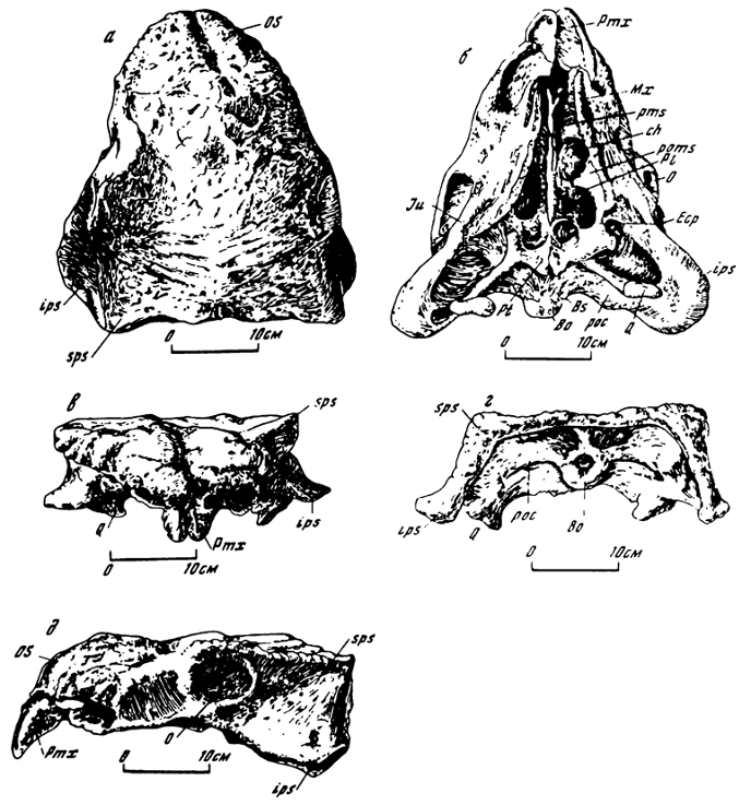 Шамозавр Шамозавр