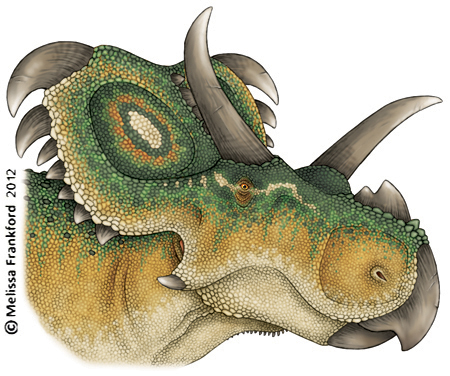 Голова медузацератопса Голова медузацератопса