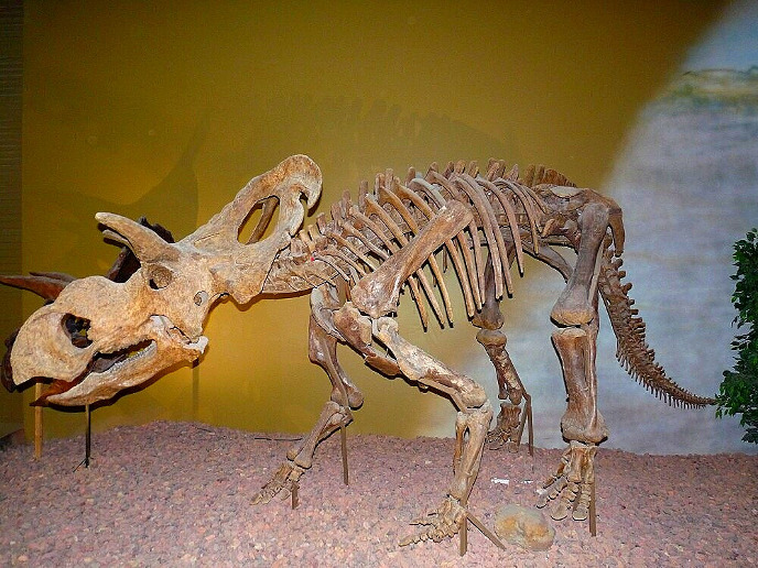 Скелет медузацератопса Скелет медузацератопса