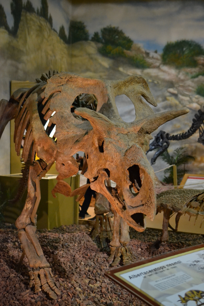 Медузацератопс Медузацератопс