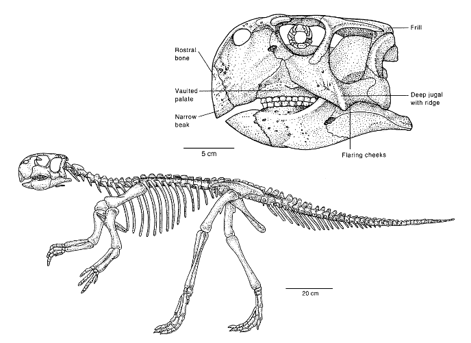 Psittacosaurus