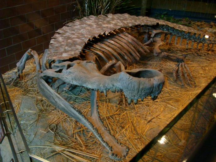 Саркозух Саркозух