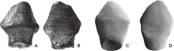 Зубы ферганоцефала Зубы ферганоцефала