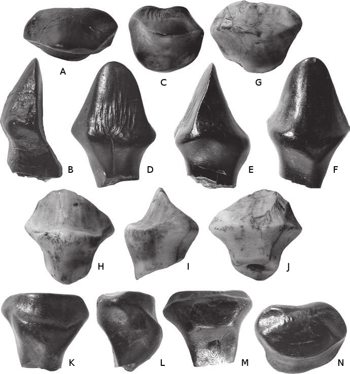 Ferganocephale Ferganocephale