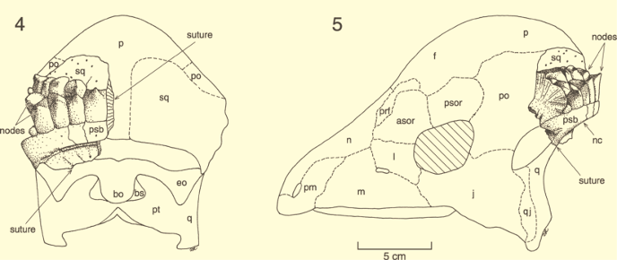Череп аляскацефала Череп аляскацефала
