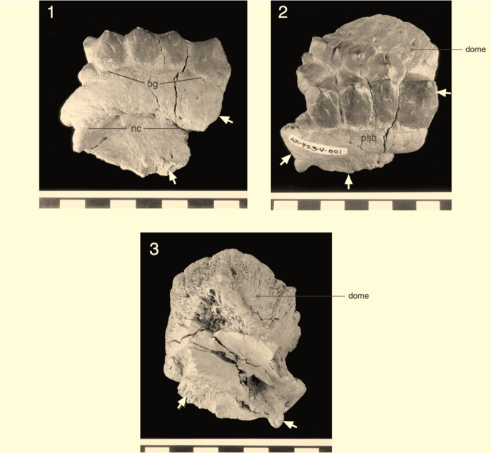 Аляскацефал Аляскацефал