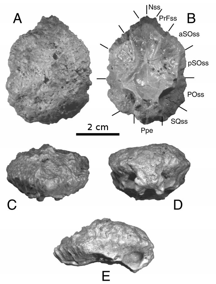 Амтоцефал Амтоцефал