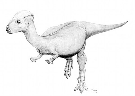 Амтоцефал Амтоцефал