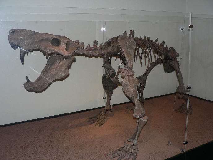 Скелет иностранцевии