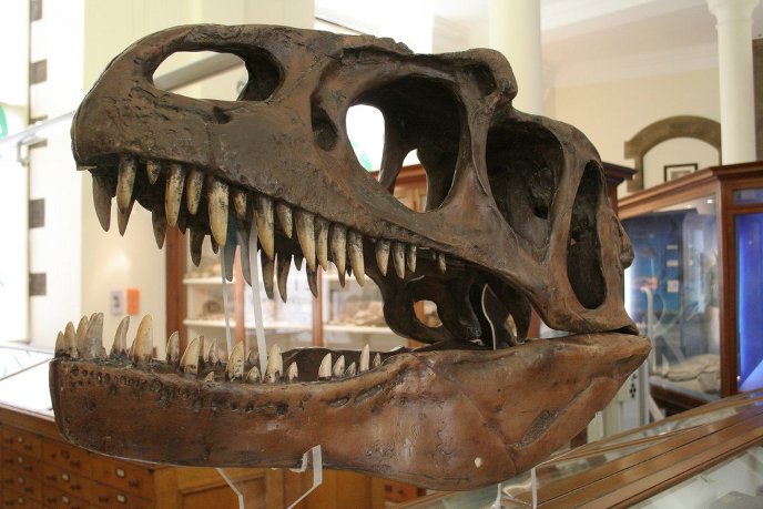 Аллозавр Аллозавр