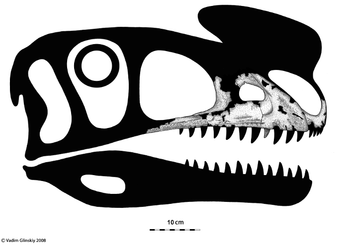 Верхняя челюсть килеска Верхняя челюсть килеска