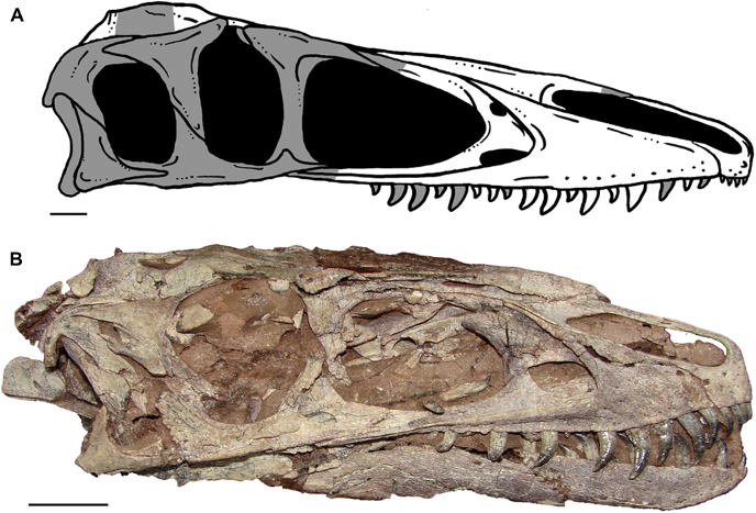 Черепа мегараптора и дилонга Черепа мегараптора и дилонга