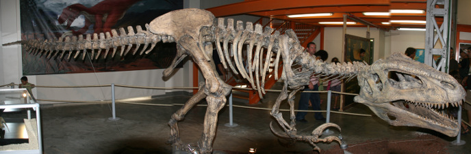 Скелет мегараптора Скелет мегараптора