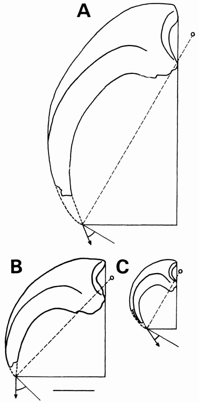 Когти мегараптора, ютараптора и дейнониха Когти мегараптора, ютараптора и дейнониха