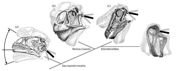 Черепа зауроподов