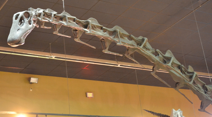 Череп и шея суперзавра